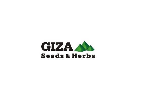 Business Analyst,Giza Seeds & Herbs