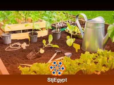 How to Start Your First Garden: Complete Beginner Guide