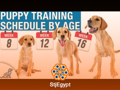 Puppy Training Week 1: Complete Beginner Training Plan