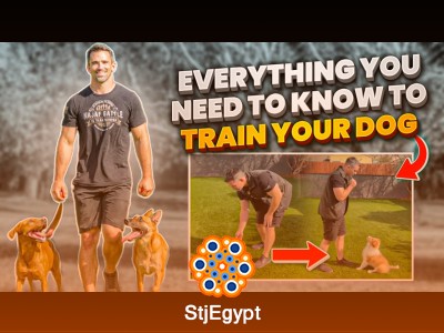 Dog Training Essentials: Complete Beginner Guide to Training Your Dog