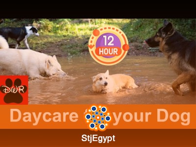 Dog Daycare Guide: Keeping Your Dog Happy, Active & Safe While You’re Away