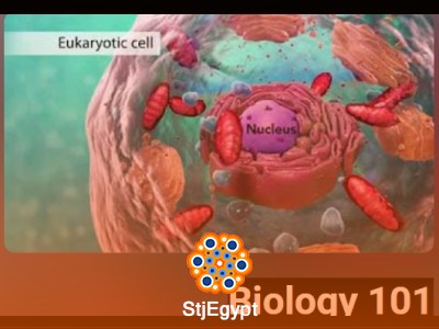 Cell Biology Basics: Cells, Membranes, Energy & Biomolecules